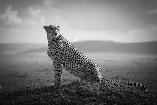 The Realm Of The Cheetah