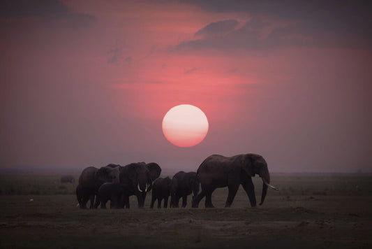 African Sunset