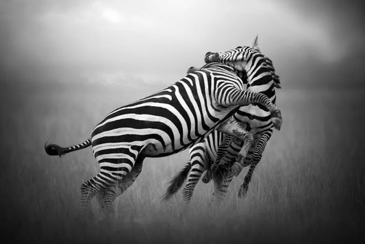 Battle Of The Stripes