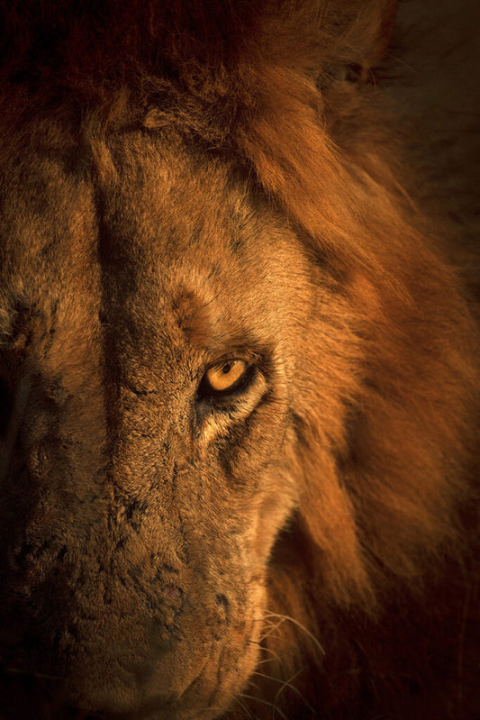 Eye Of The Lion