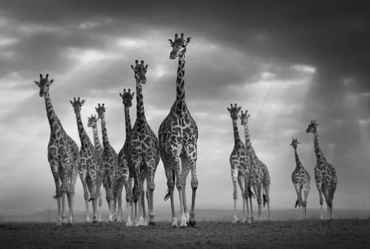 One For All All For One