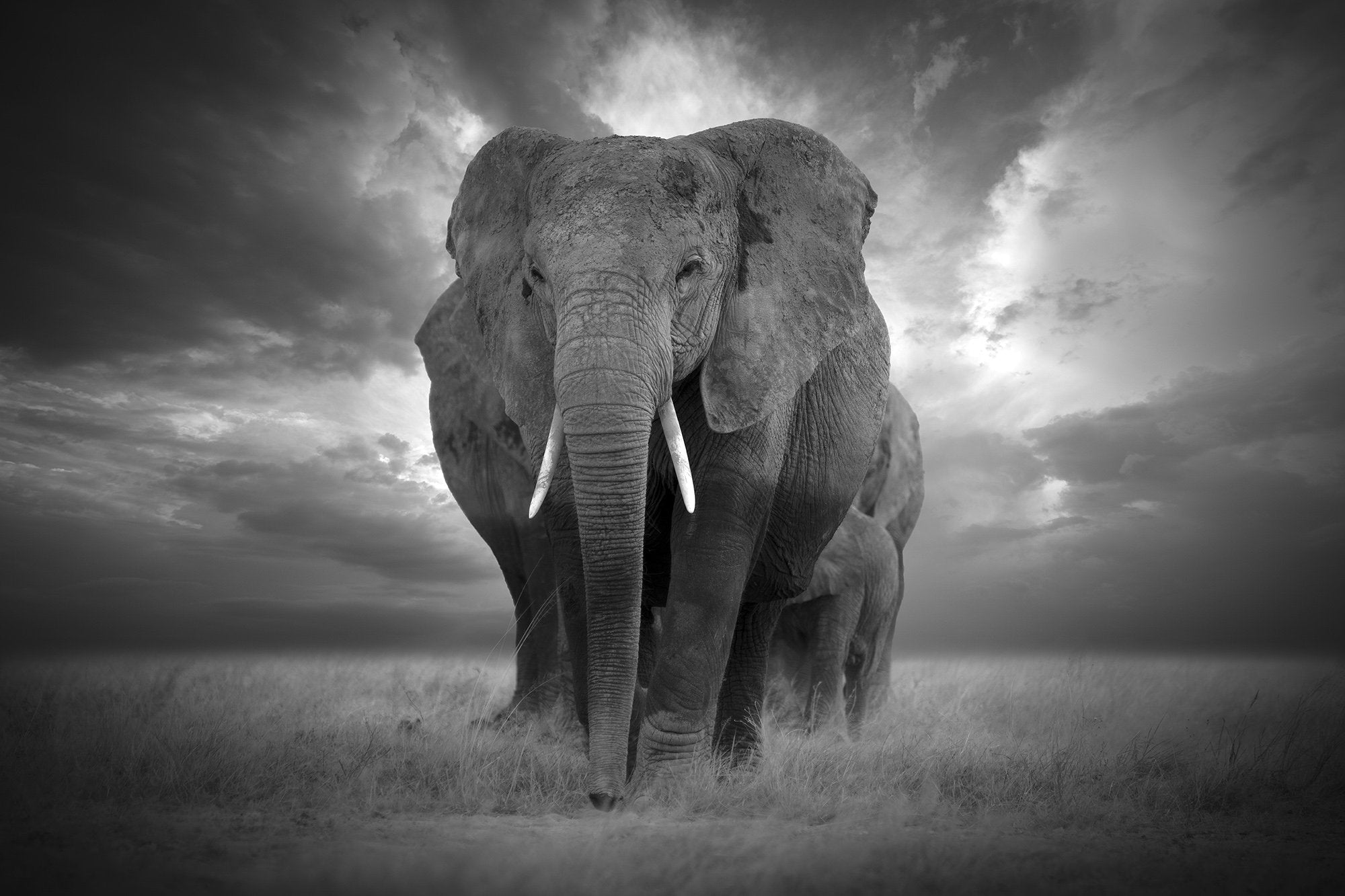 In The Footsteps Of Giants