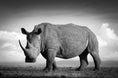 Load image into Gallery viewer, Rhino Land