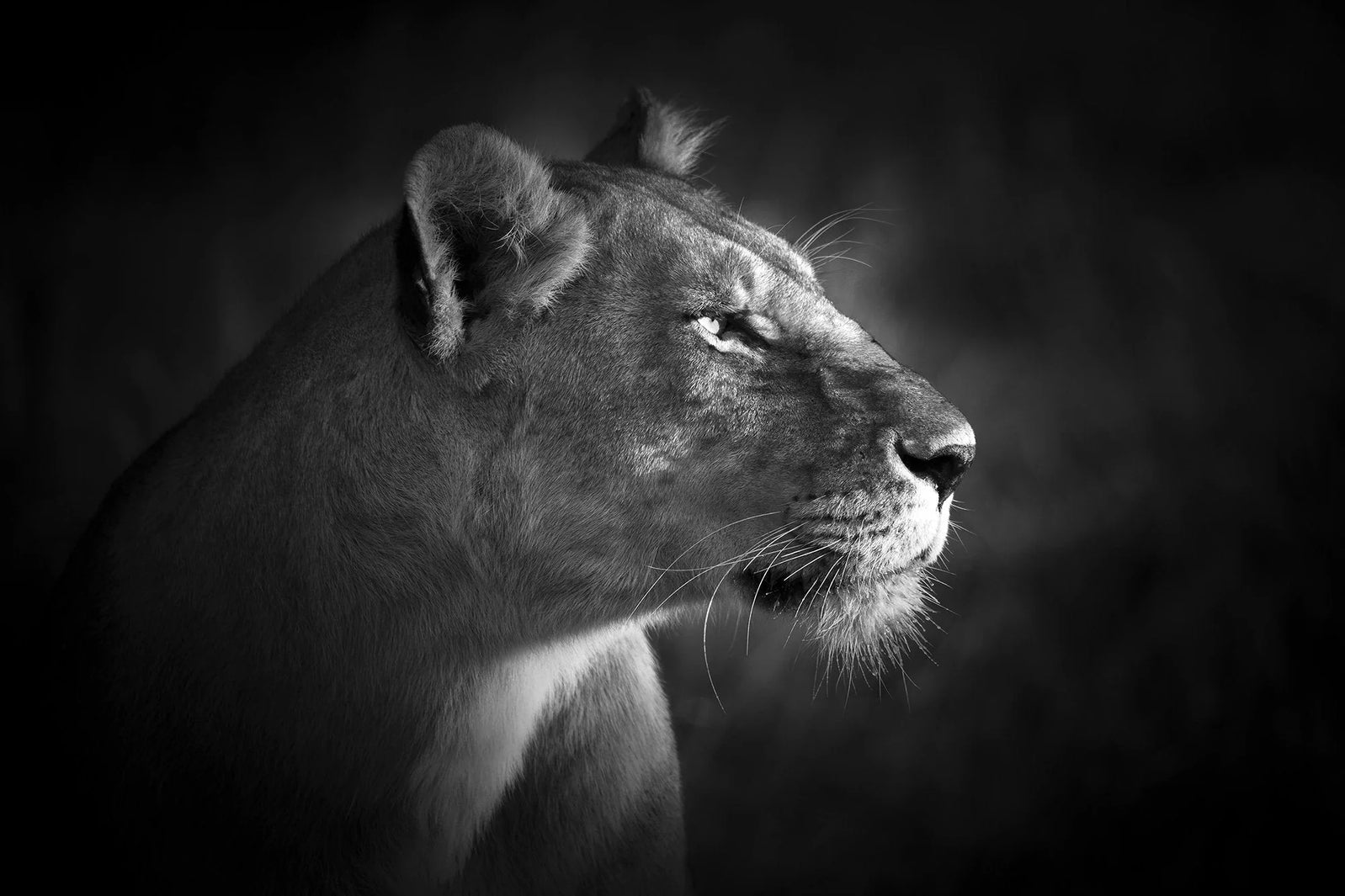 Björn Persson: Illuminating the Soul of Wildlife Through Black and White Photography-1