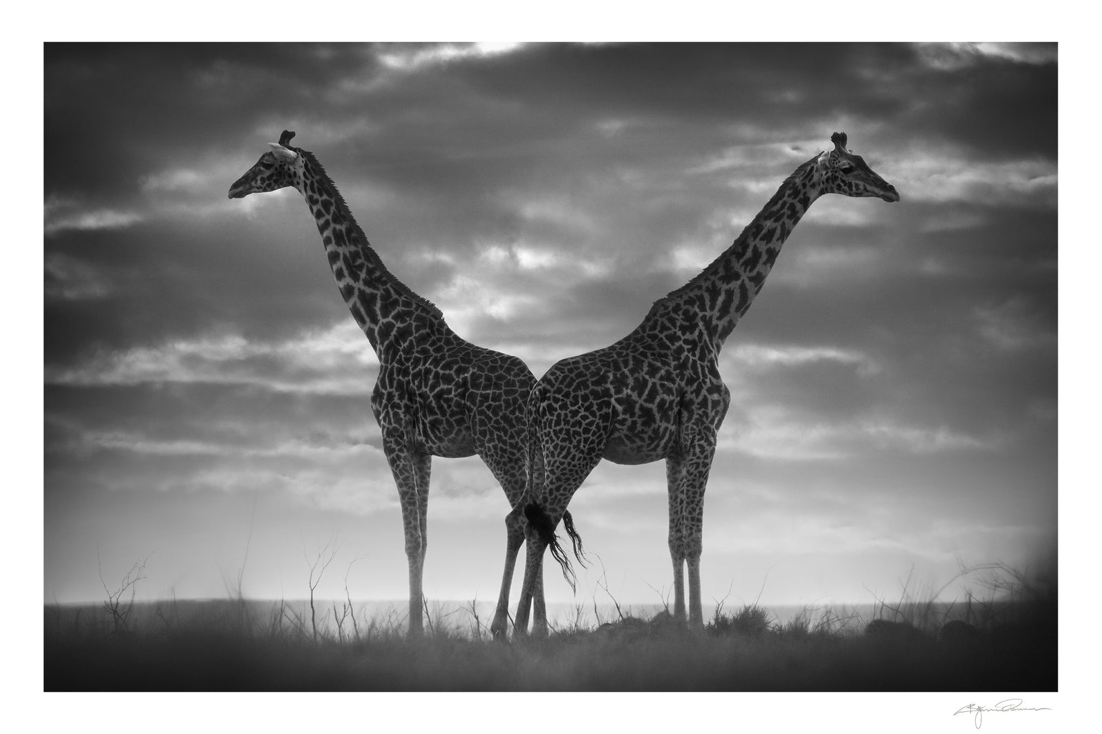 Björn Persson: Illuminating the Soul of Wildlife Through Black and White Photography