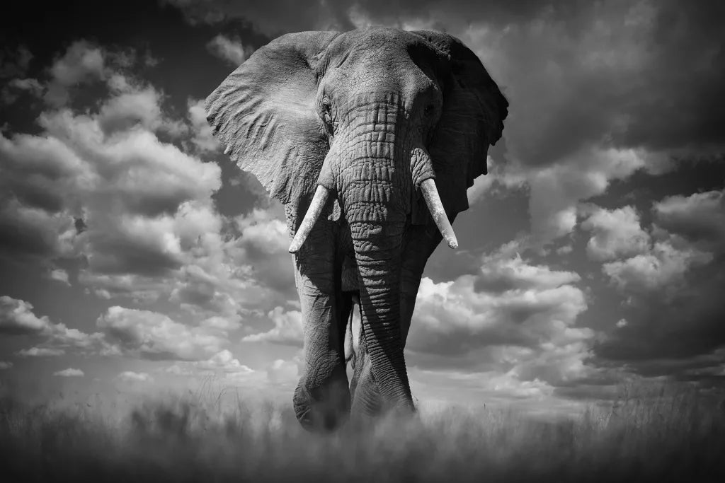 Born Free