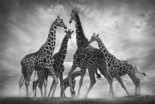 Dance Of The Giraffes