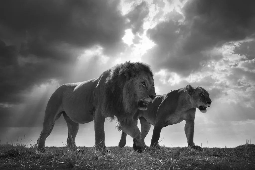 King And The Queen