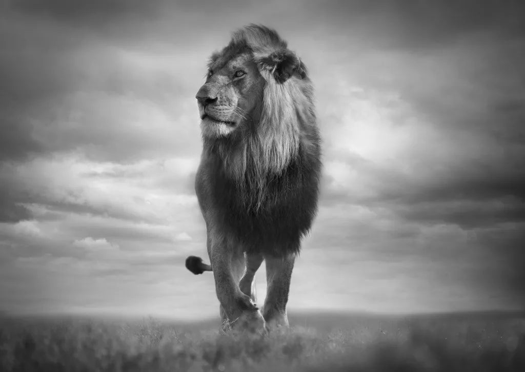 Lionheart