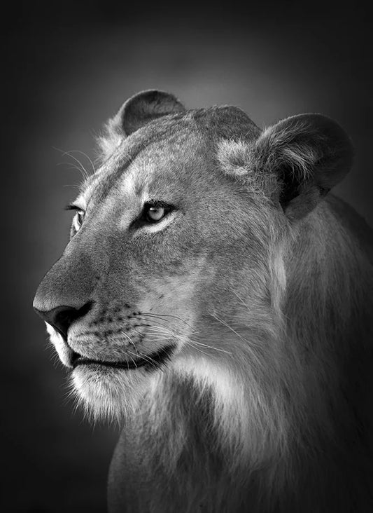 Lioness Jpg