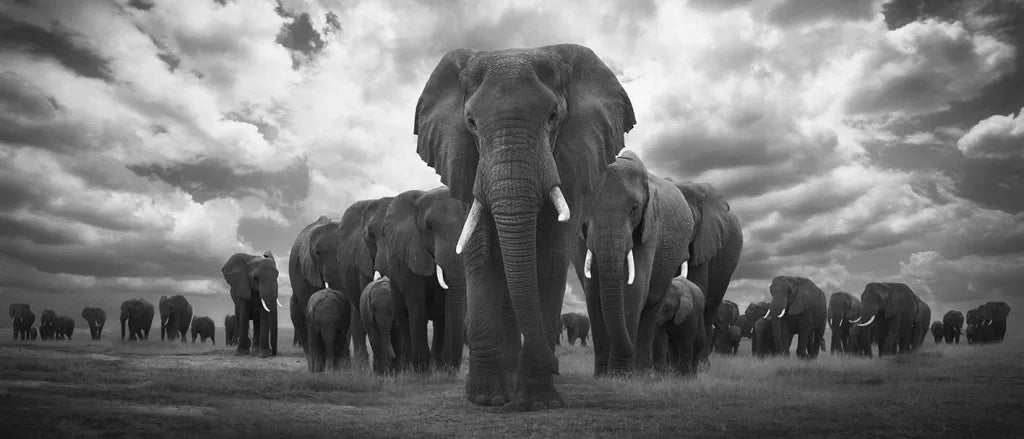 Pride Of Africa