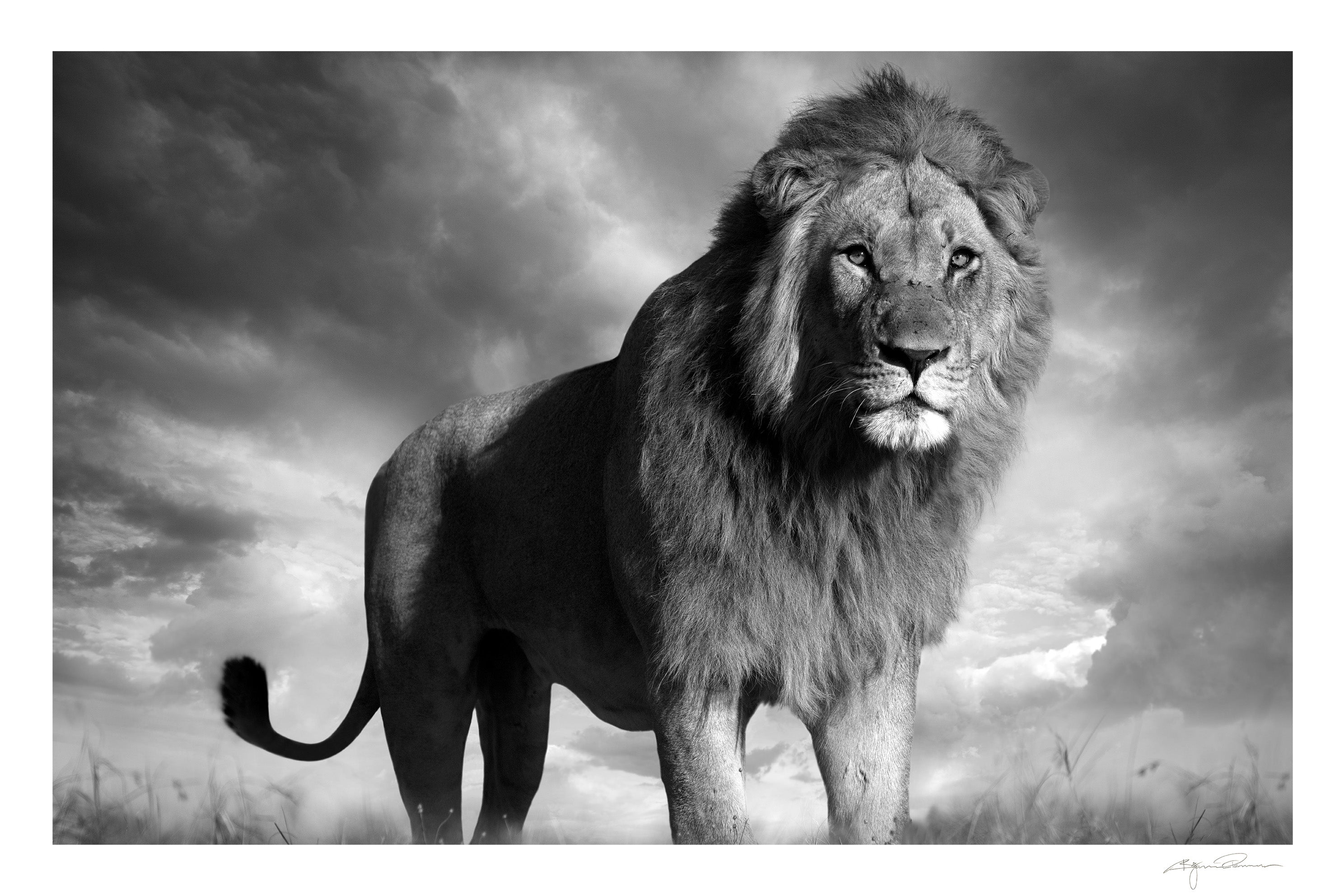 Simba – Beta Fine Art