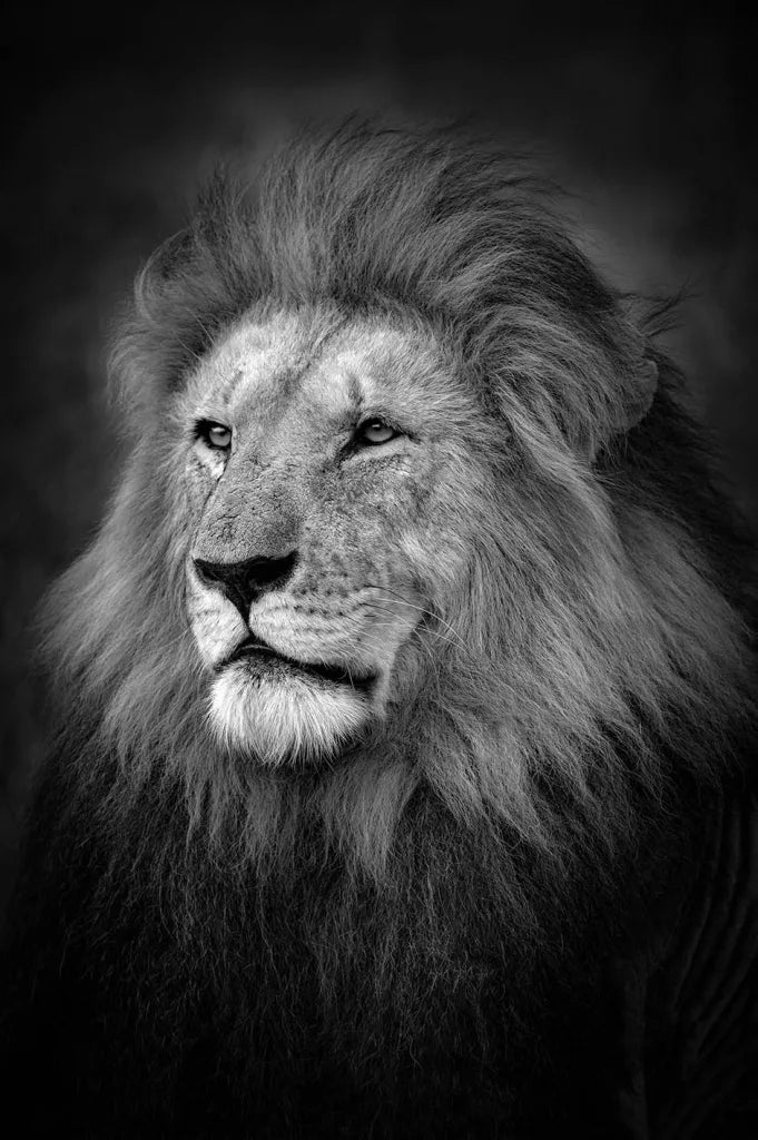 The King