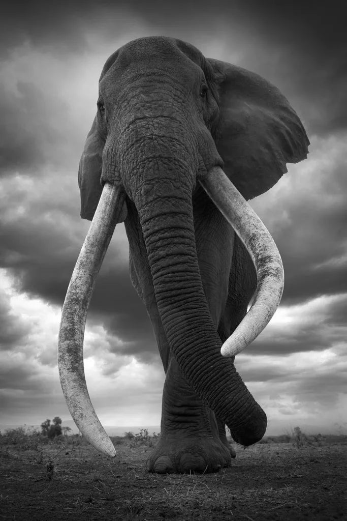 Walking With Giants
