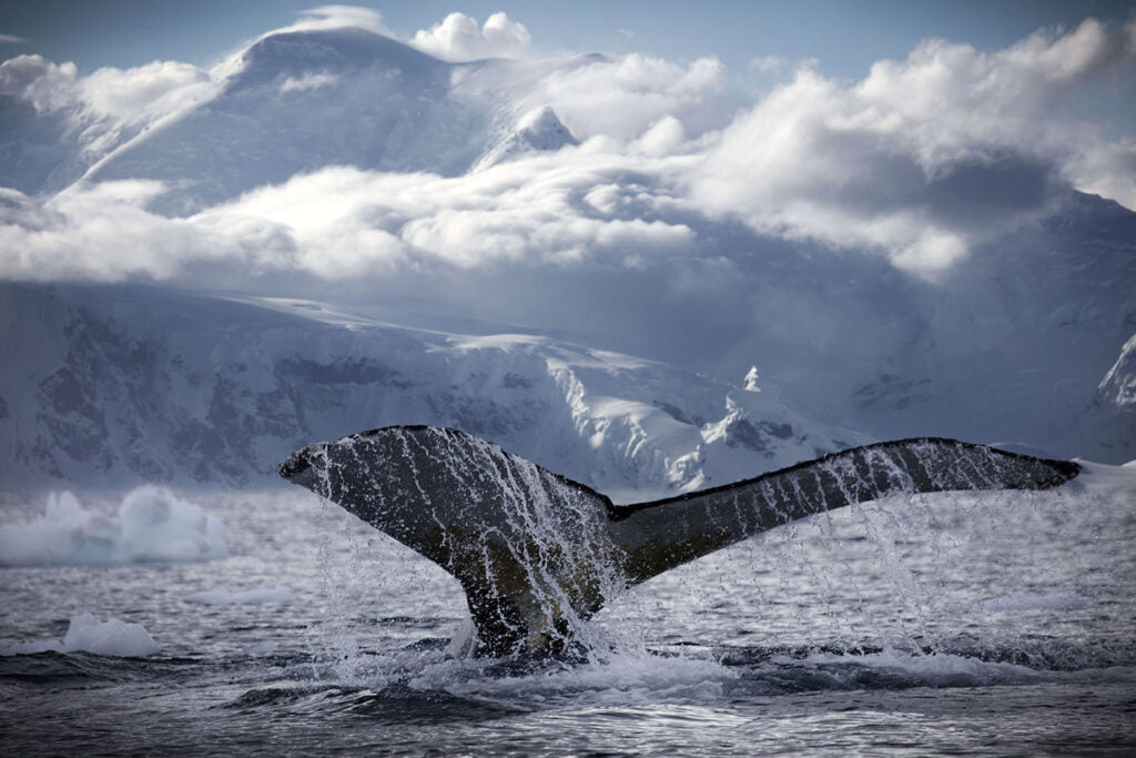 Antarctica