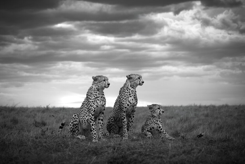 Brothers