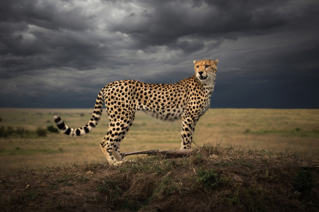 Colours Of Africa