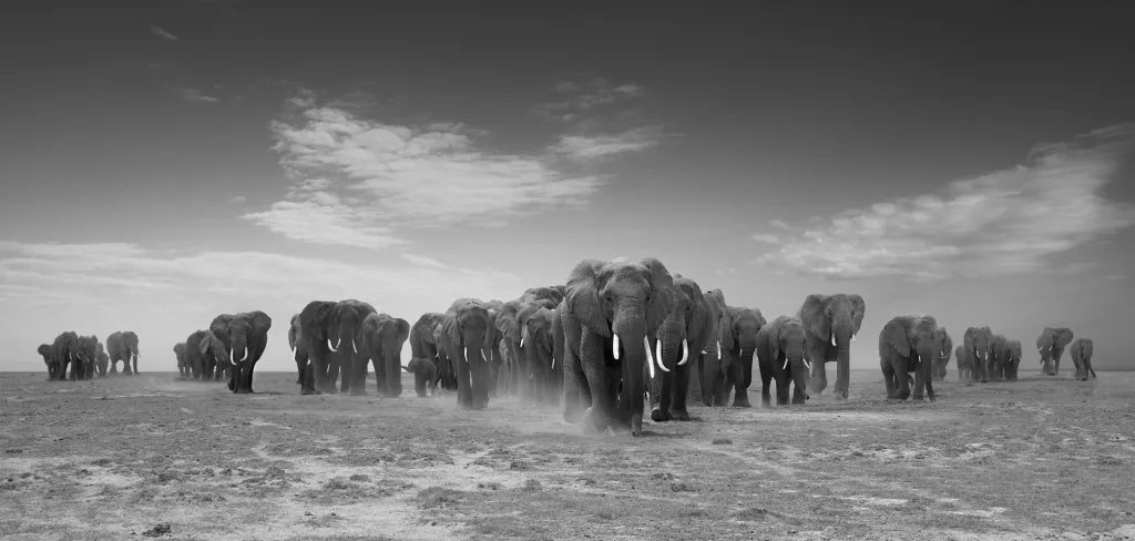 Elephant Nation