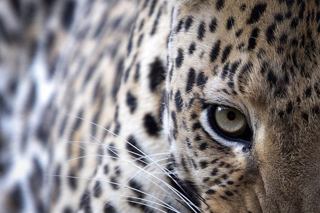 Emerald Eyes