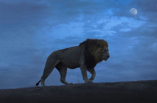 Emperor Of The Night