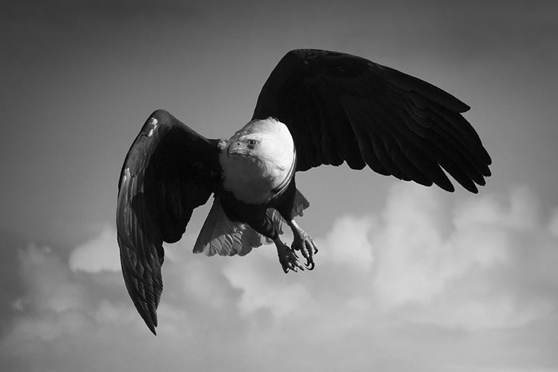 Flight