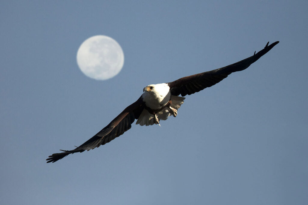 Fullmoon