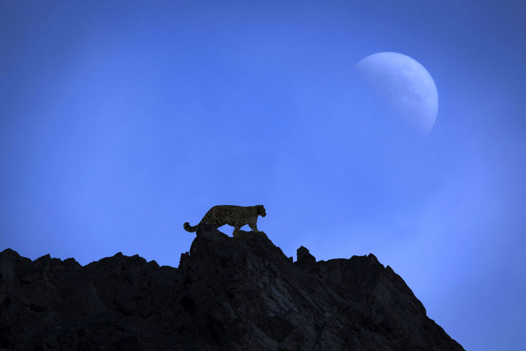 Ghost Of Himalaya