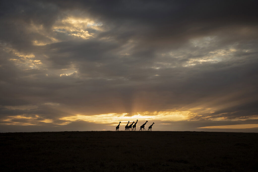 Giraffe Planet