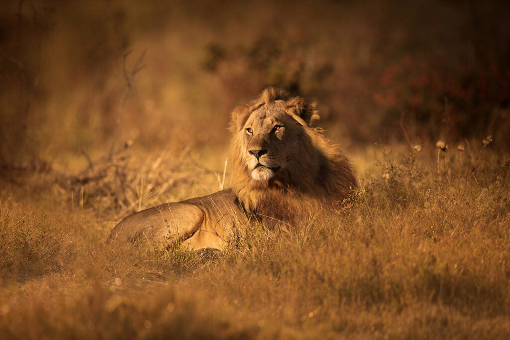 Golden Hour