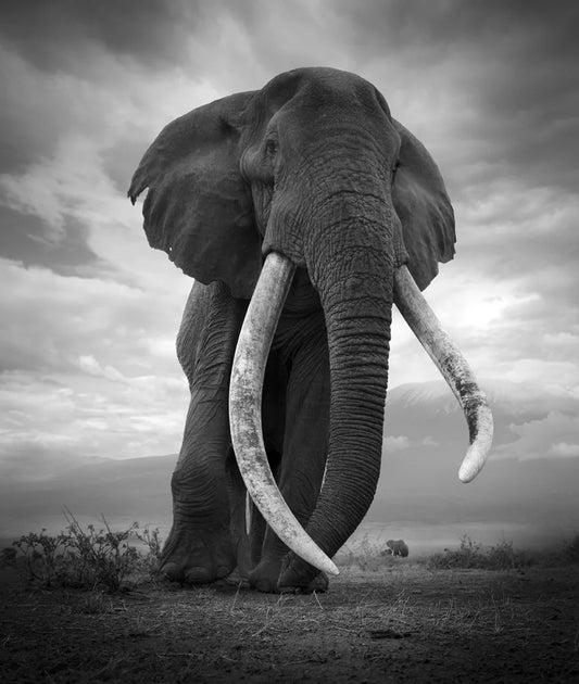 Green Hills Of Africa