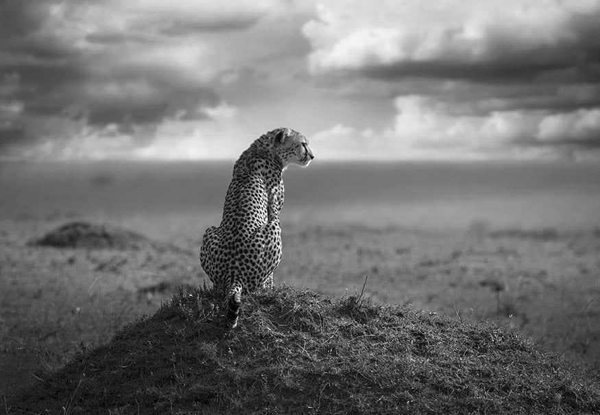 Guardian
