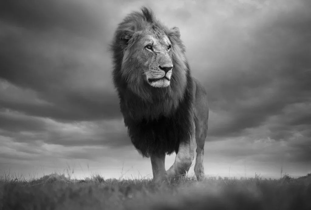 His Royal Highness