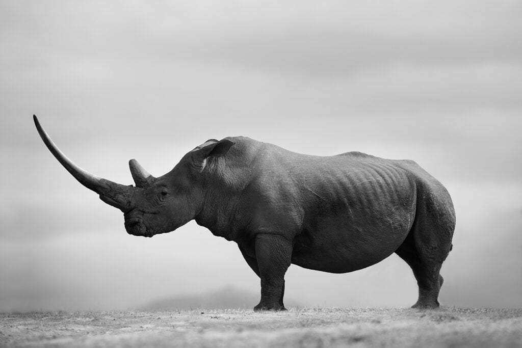 Horn Of Africa