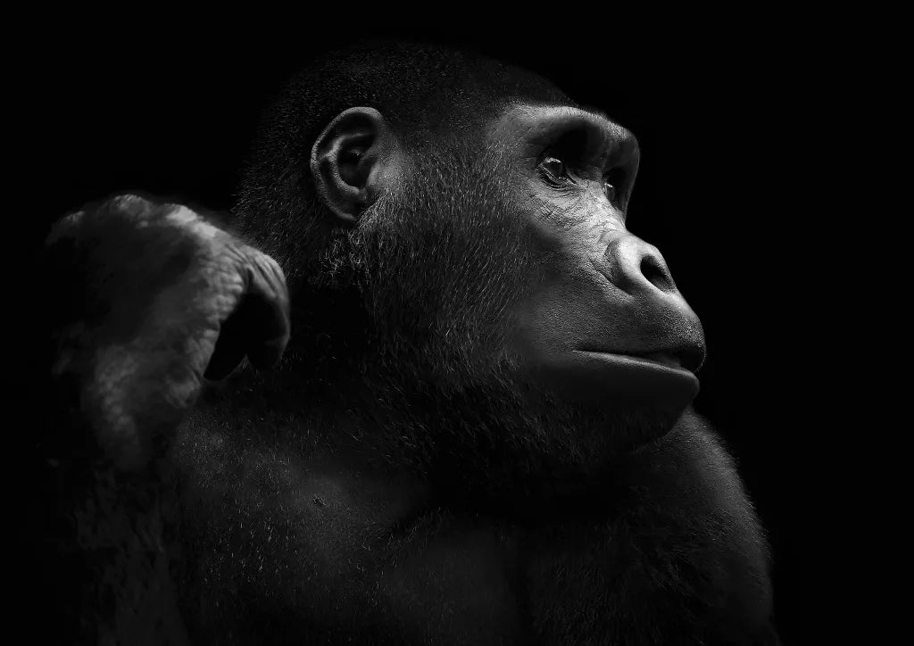 Humankind
