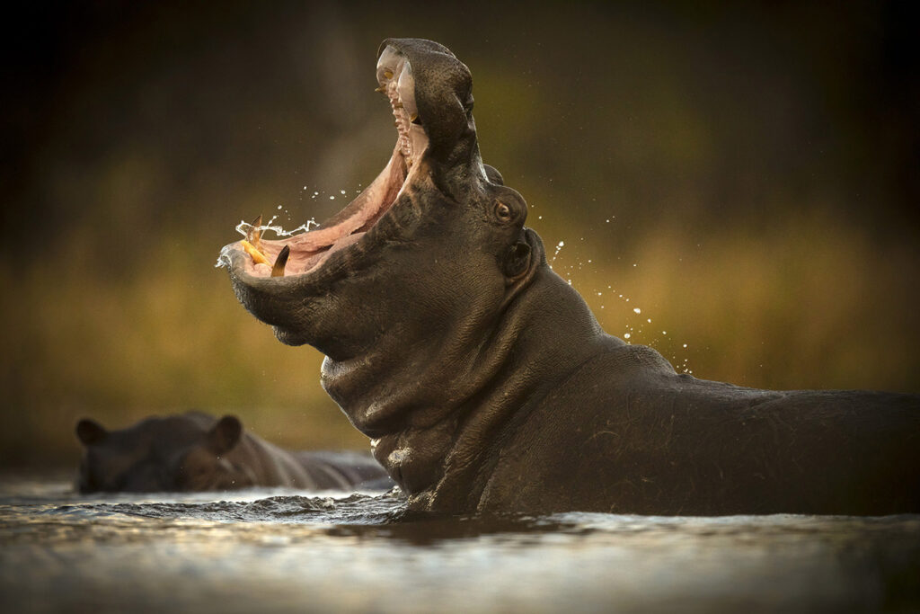 Jaws