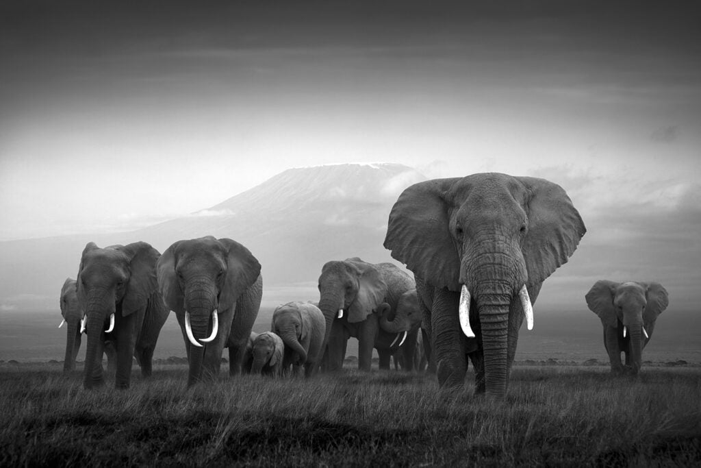 Kilimanjaro