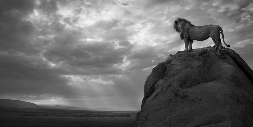 Kingdom