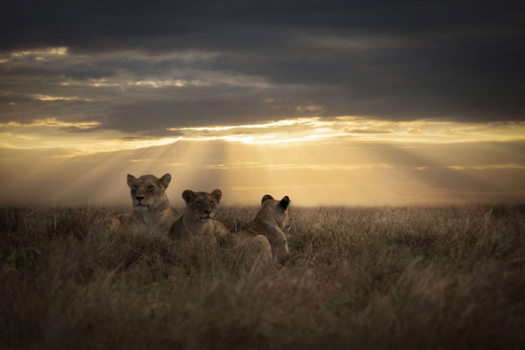 Lionfmilysunset