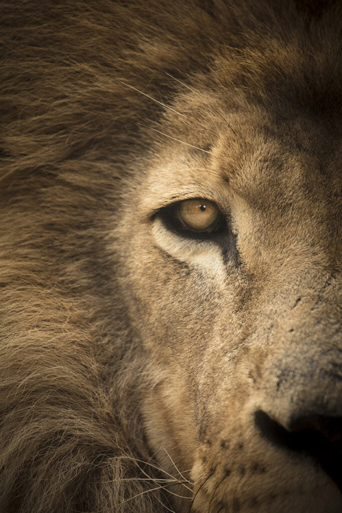 Lion Eyebook 2
