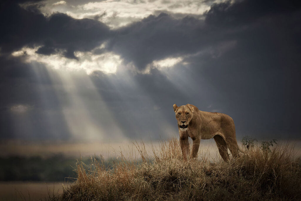Lionessprint