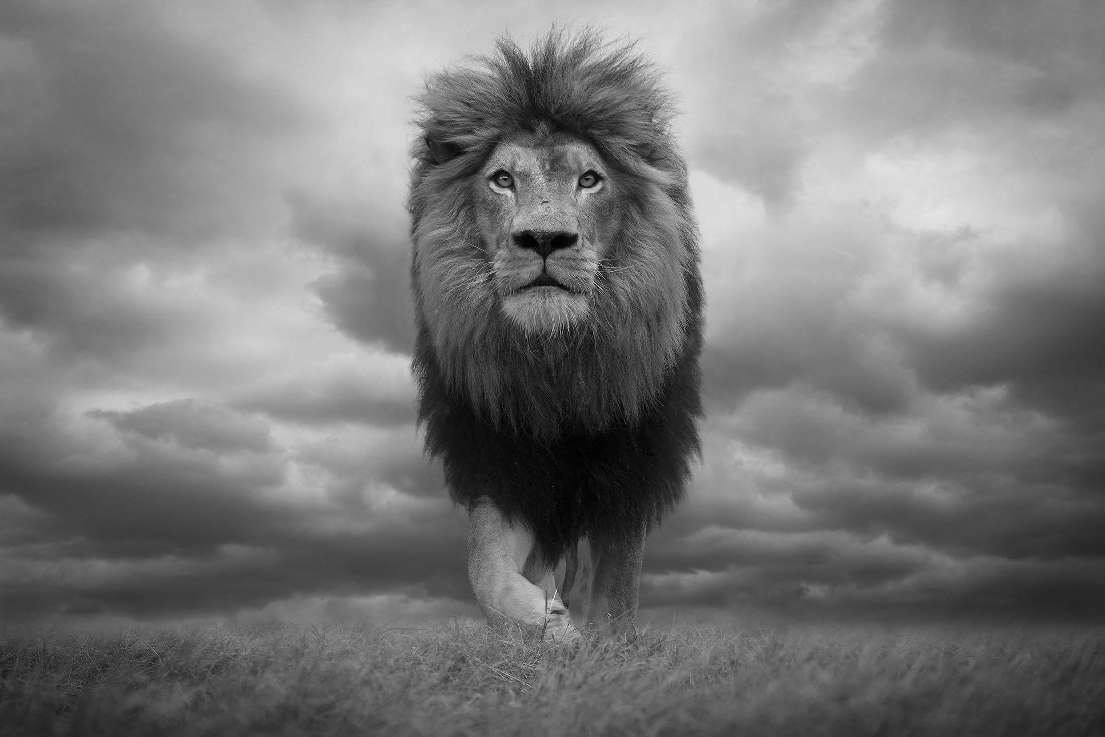 Lionheart