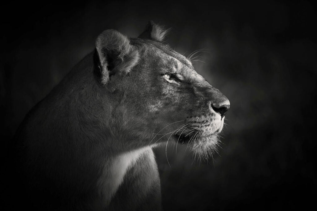 Lionqueen