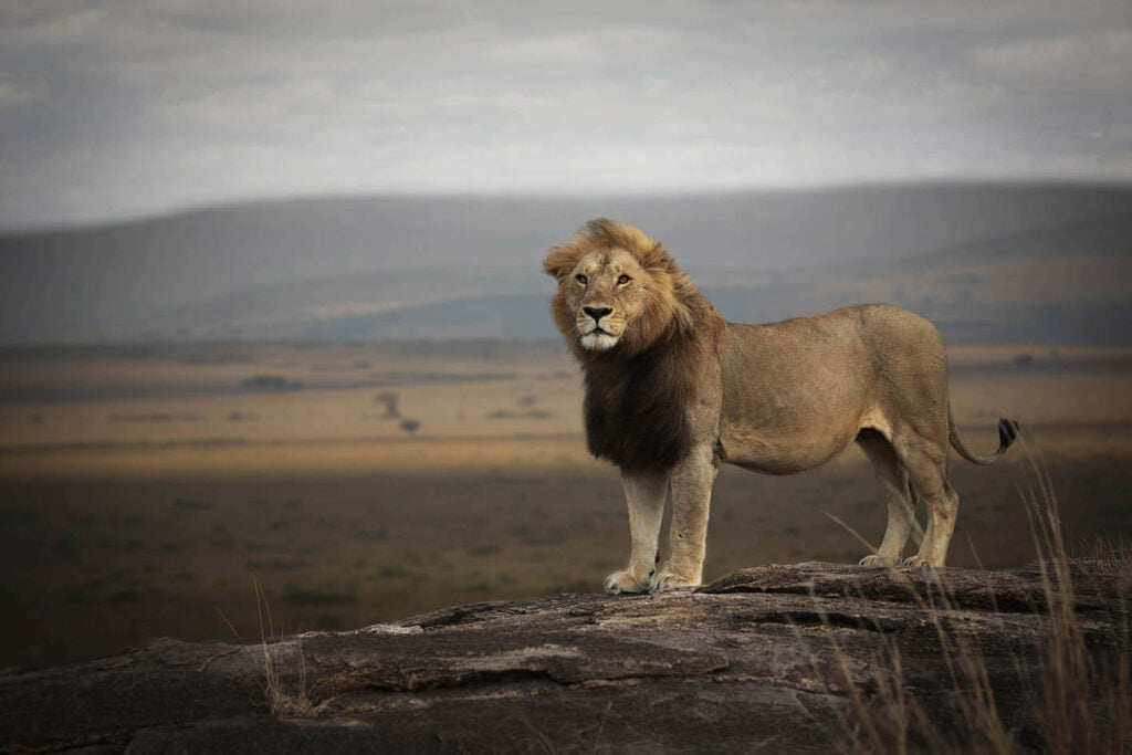 Lionrock
