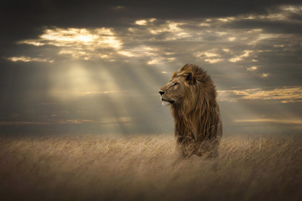 Lord Of The Land