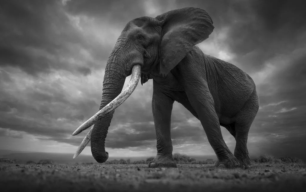 Power Of Africa