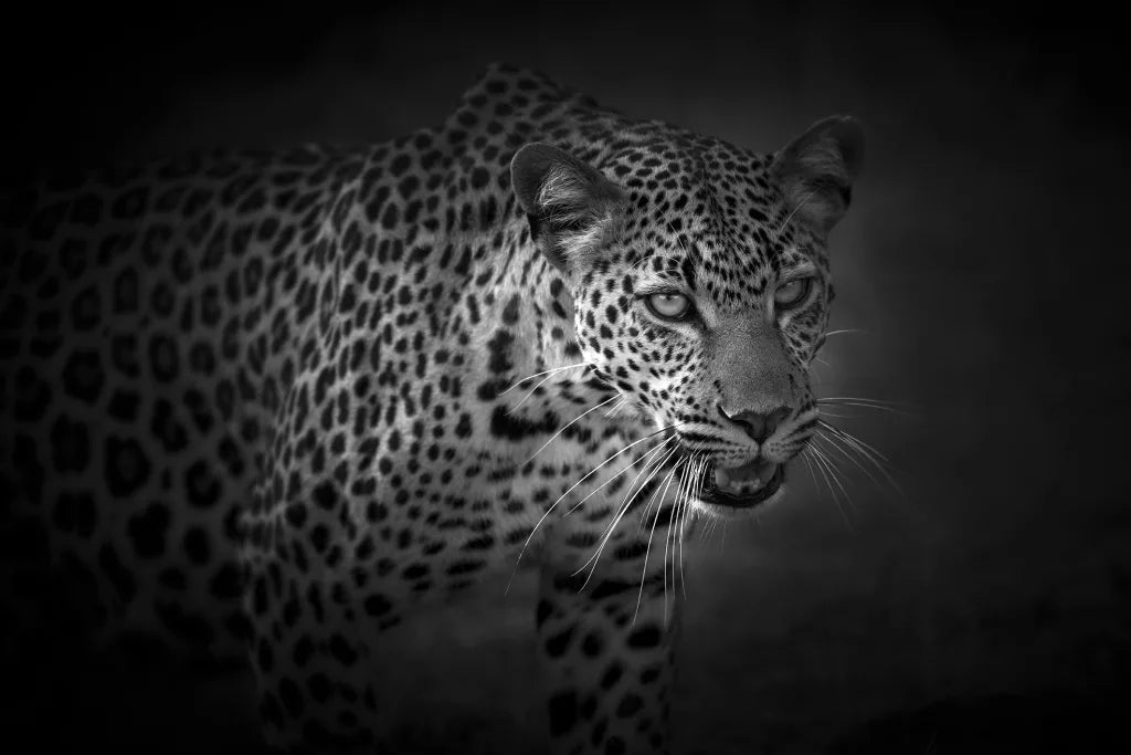 Queen Of Africa