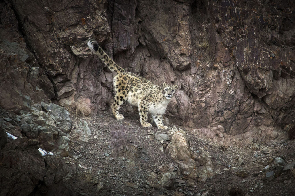 Snowleopard