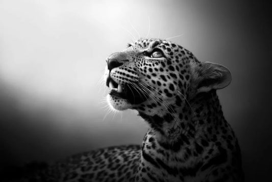 Soul Of The Leopard