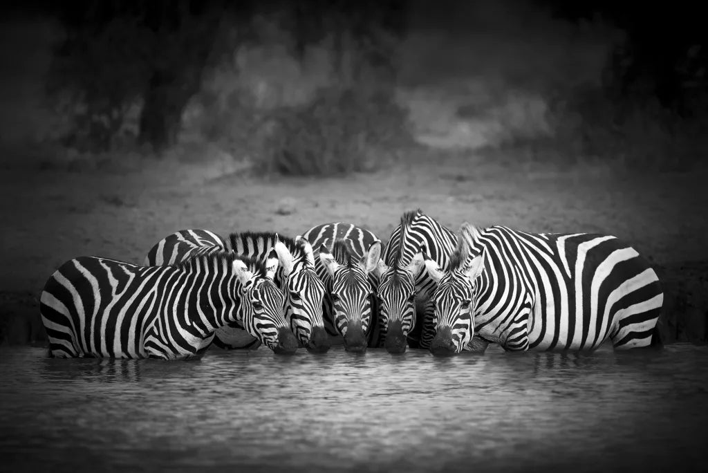 Stripes
