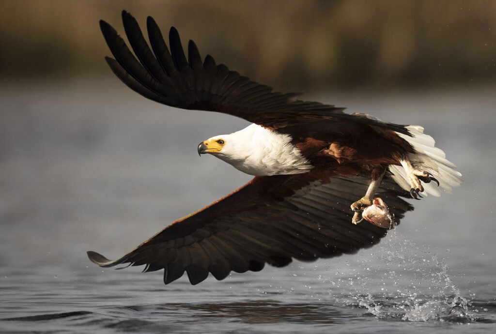 The Catch